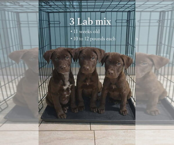 Medium Photo #4 Labrador Retriever-Unknown Mix Puppy For Sale in Aurora, IN, USA