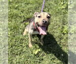 Small Photo #4 Mutt Puppy For Sale in Chester, NJ, USA