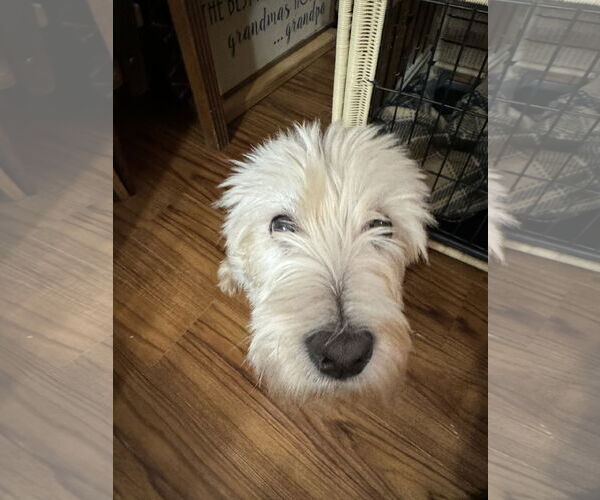 Medium Photo #2 Mutt Puppy For Sale in Sioux Falls, SD, USA