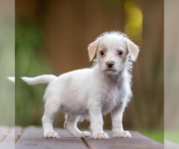 Medium Photo #2 Poodle (Miniature)-Unknown Mix Puppy For Sale in San Diego, CA, USA