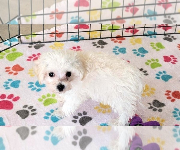 Medium Photo #5 Maltipoo (Toy) Puppy For Sale in ORO VALLEY, AZ, USA