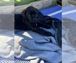 Small Photo #31 American Mastiff Puppy For Sale in ALEXANDRIA, VA, USA