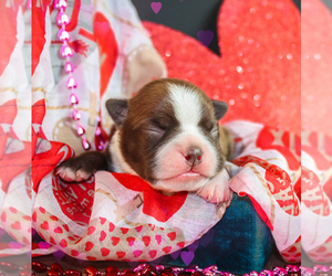 Boston Terrier Puppy for sale in CRKD RVR RNCH, OR, USA