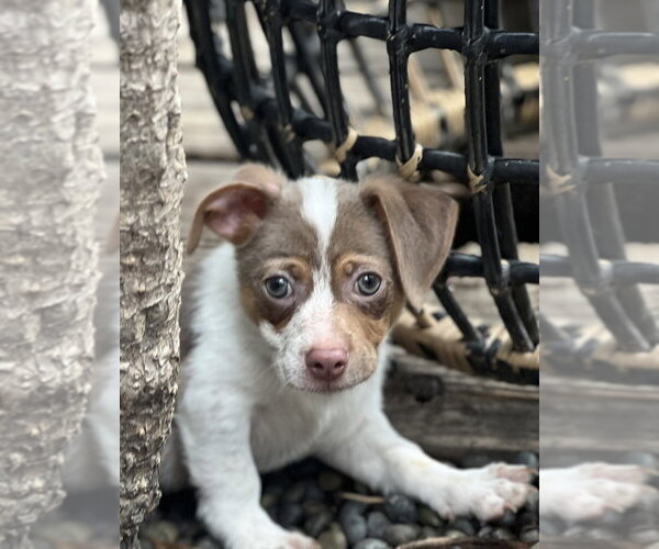 Medium Photo #6 Mutt Puppy For Sale in Dana Point, CA, USA