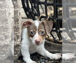 Small Photo #6 Mutt Puppy For Sale in Dana Point, CA, USA
