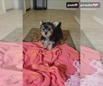 Small #1 Yorkshire Terrier