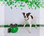 Small Photo #12 Rat Terrier-Unknown Mix Puppy For Sale in Columbus, IN, USA