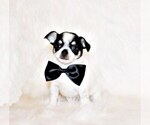 Puppy Edison Chihuahua