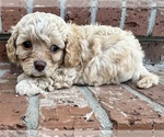 Puppy Flounder Cavapoo