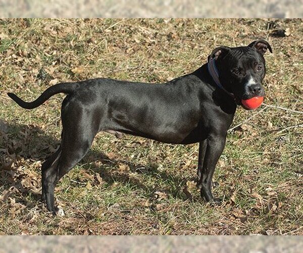 Medium Photo #2 American Pit Bull Terrier-Great Dane Mix Puppy For Sale in Norman, OK, USA