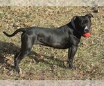 Small Photo #2 American Pit Bull Terrier-Great Dane Mix Puppy For Sale in Norman, OK, USA