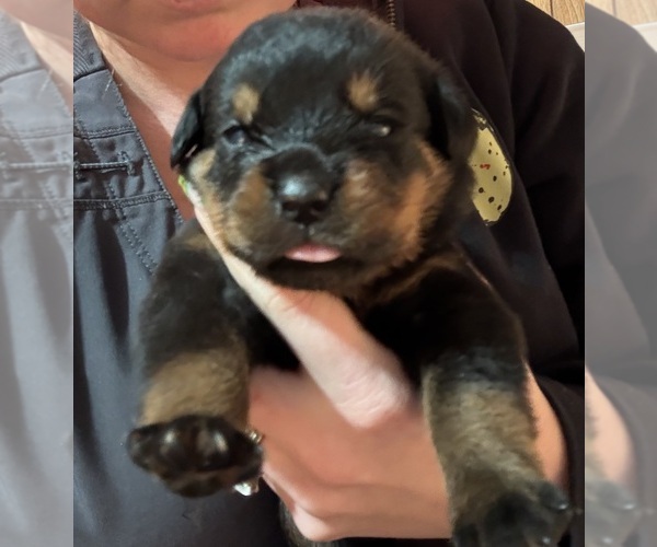 Medium Photo #3 Rottweiler Puppy For Sale in GREEN SPRINGS, OH, USA