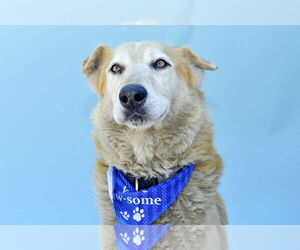 German Shepherd Dog Dogs for adoption in Pasadena, CA, USA