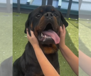 Medium Rottweiler