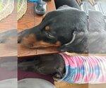 Small #10 Doberman Pinscher