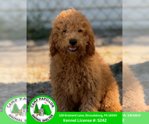 Goldendoodle (Miniature) Dogs for adoption in Stroudsburg, PA, USA