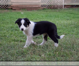 Border Collie Puppy for Sale in ABILENE, Texas USA