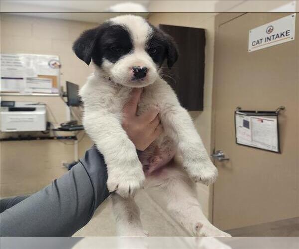 Medium Photo #1 Labrador Retriever-Unknown Mix Puppy For Sale in Conroe, TX, USA