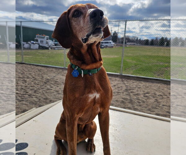 Medium Photo #5 Coonhound Puppy For Sale in Fargo, ND, USA