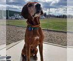 Small #4 Coonhound