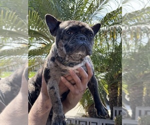 French Bulldog Puppy for sale in CARSON, CA, USA