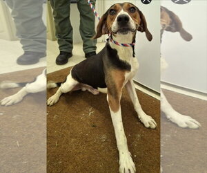 Buzz Lightyear - Male Treeing Walker Coonhound Dog for Adoption - Photo #2