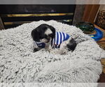Small Shih Tzu