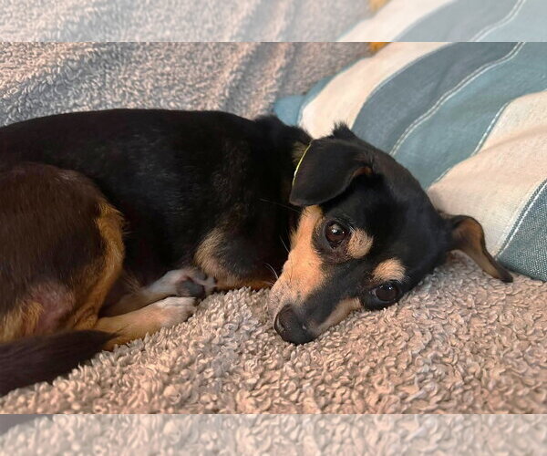 Medium Photo #5 Chihuahua Puppy For Sale in Boonton, NJ, USA