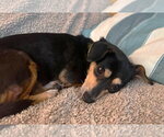 Small #4 Chihuahua