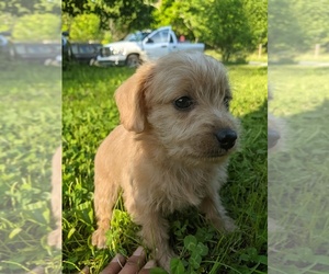 Poodle (Toy)-Schnauzer (Miniature) Mix Puppy for sale in SPENCER, TN, USA