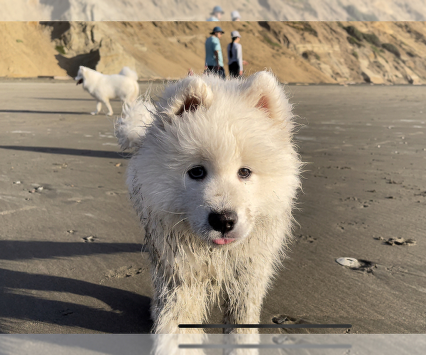 Medium Photo #1 Samoyed Puppy For Sale in DALY CITY, CA, USA