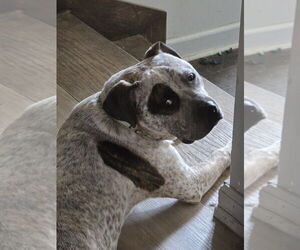 Medium American Pit Bull Terrier Mix