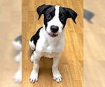 Small #2 Border Collie-Great Pyrenees Mix