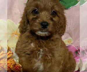 Cavapoo Puppy for sale in STATE COLLEGE, PA, USA