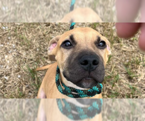 Black Mouth Cur-Unknown Mix Dogs for adoption in Abbeville, LA, USA