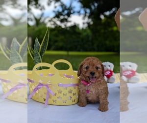 Goldendoodle (Miniature) Puppy for sale in MIAMI, FL, USA