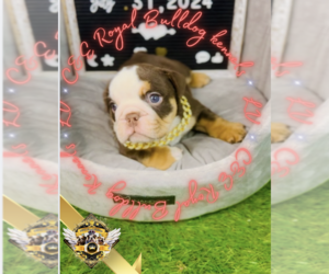 English Bulldog Puppy for sale in ATHENS, GA, USA