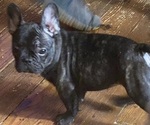 Small Photo #11 French Bulldog Puppy For Sale in NORRIS CITY, IL, USA