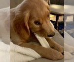 Small Photo #4 Golden Retriever Puppy For Sale in SEATTLE, WA, USA