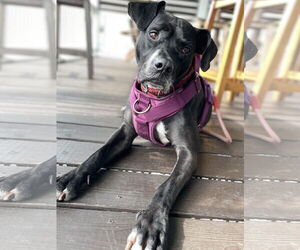 Boxer-Unknown Mix Dogs for adoption in Sanford, FL, USA