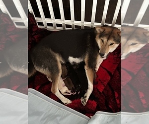 Mother of the Shiba Inu puppies born on 02/11/2023