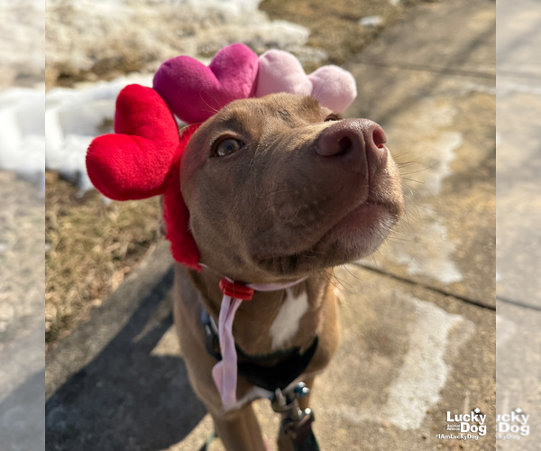 Medium Photo #9 Labrador Retriever-Unknown Mix Puppy For Sale in Washington, DC, USA