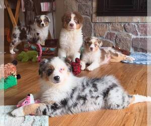 Australian Shepherd Puppy for Sale in CHEHALIS, Washington USA