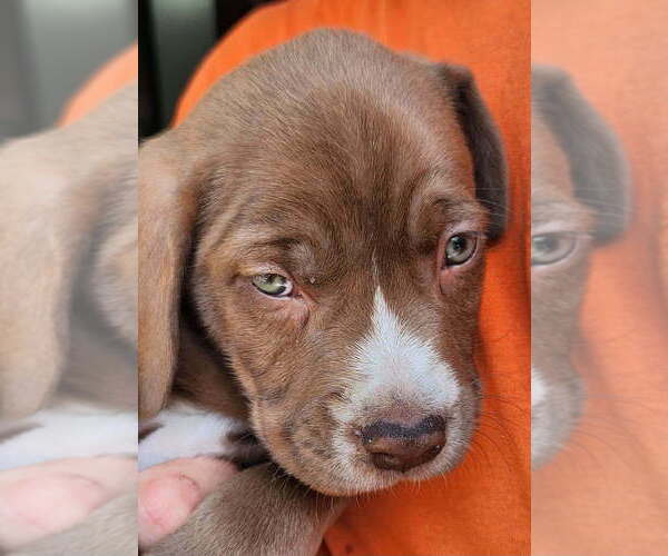 Medium Photo #1 Basset Hound-Unknown Mix Puppy For Sale in St. Augustine, FL, USA