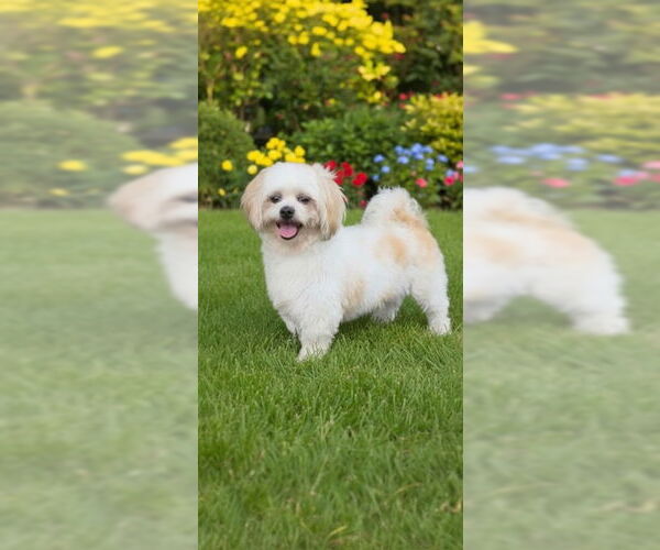 Medium Photo #2 Shih Tzu Puppy For Sale in Weston, FL, USA