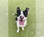 Small #1 Staffordshire Bull Terrier Mix