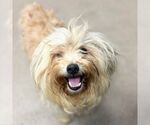 Small Poodle (Miniature) Mix