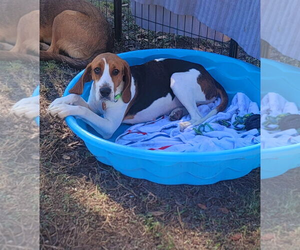 Medium Photo #3 Treeing Walker Coonhound-Unknown Mix Puppy For Sale in Royal Palm Beach, FL, USA