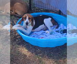 Small #2 Treeing Walker Coonhound Mix