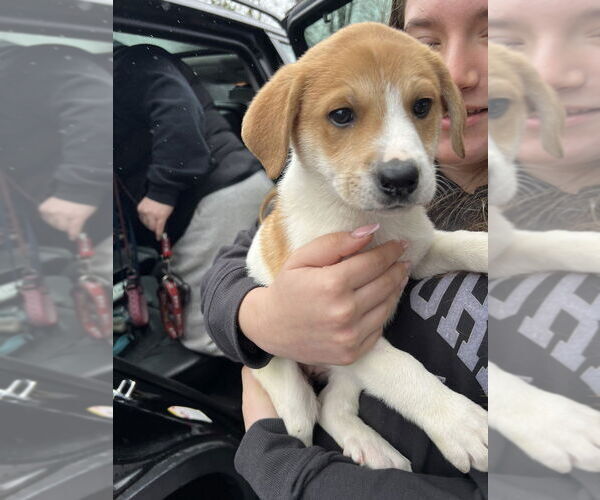 Medium Photo #3 Great Pyrenees-Unknown Mix Puppy For Sale in Brooklyn, NY, USA